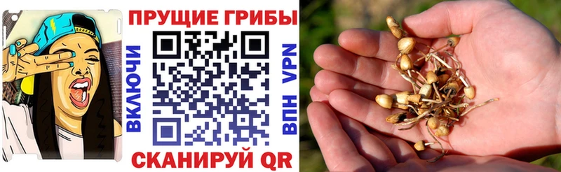 купить   Белая Калитва  Галлюциногенные грибы мицелий 